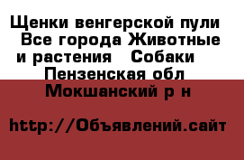 Щенки венгерской пули - Все города Животные и растения » Собаки   . Пензенская обл.,Мокшанский р-н